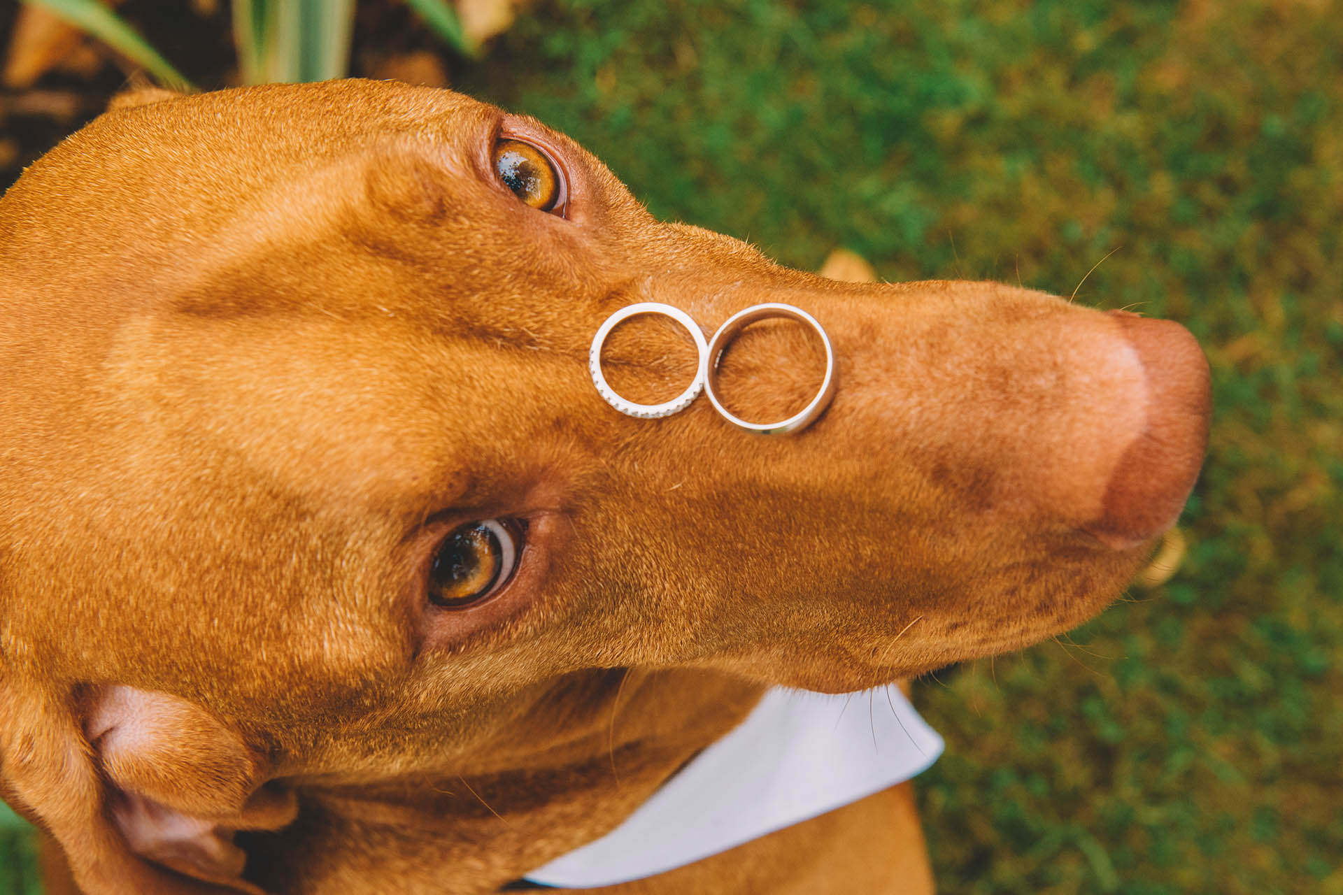 dog ring details stylish boho